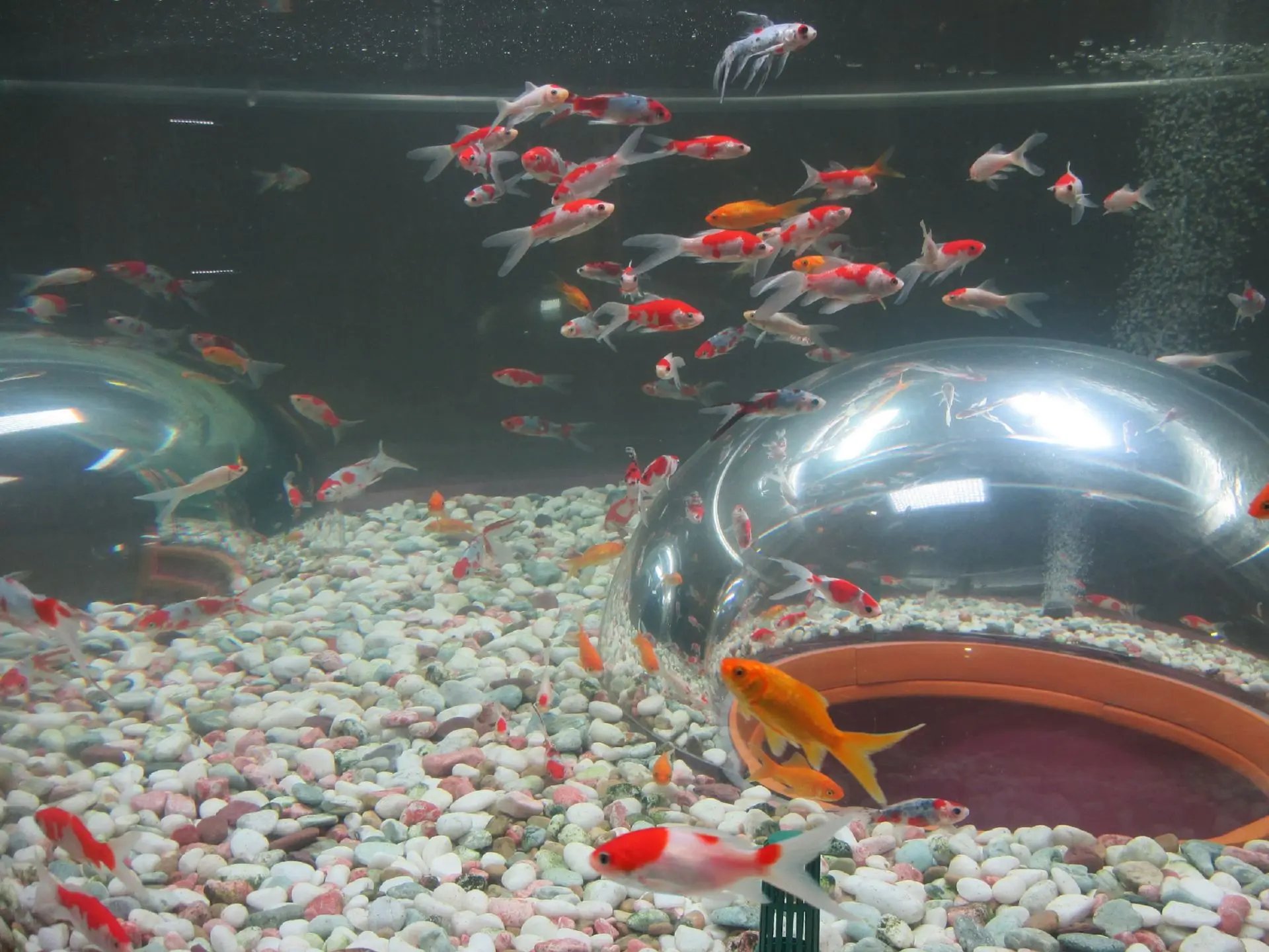 🐠 사이타마 수족관(사이타마 스이조쿠칸) 이미지 10